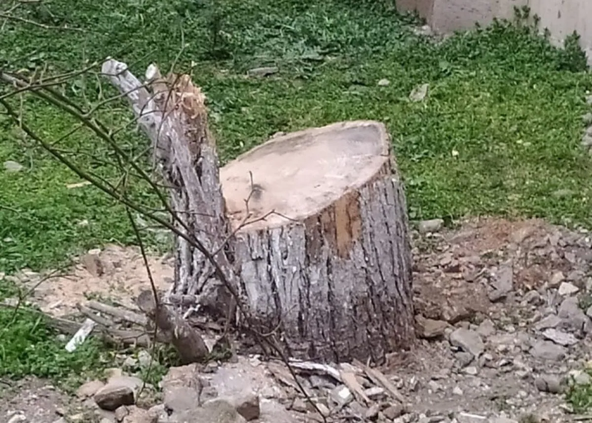 Sumqayıt, Hacıqabul və Samuxda ağaclar qanunsuz kəsilib - FOTO