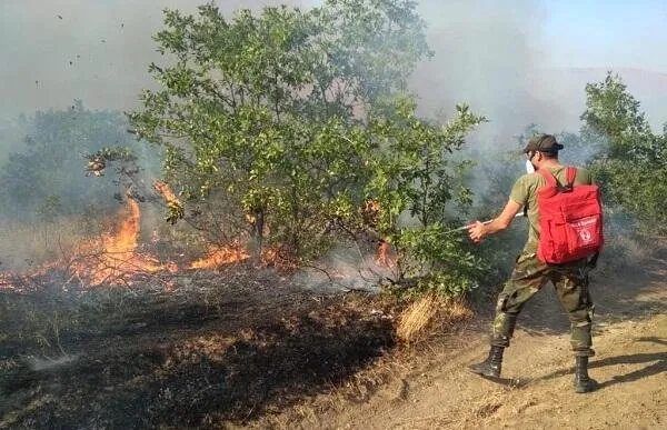 Cəlilabadda meşə dolayının ərazisində yanğın