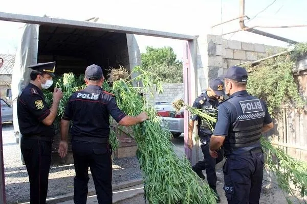 Laçında 2,6 ton çətənə məhv edilib