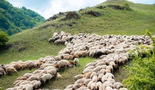 Erməni qoyunları Azərbaycan sərhədini keçdi - Rəsmi açıqlama